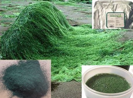 spirulina11.jpg