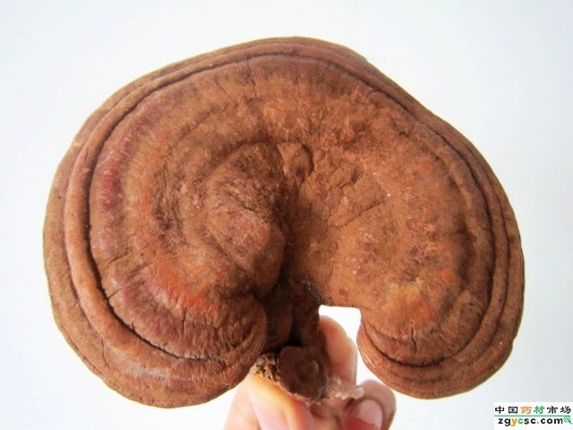 5265286450IMG1678.JPG 5265286450IMG1678.JPG