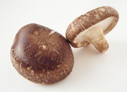 gribyshiitake1.jpg