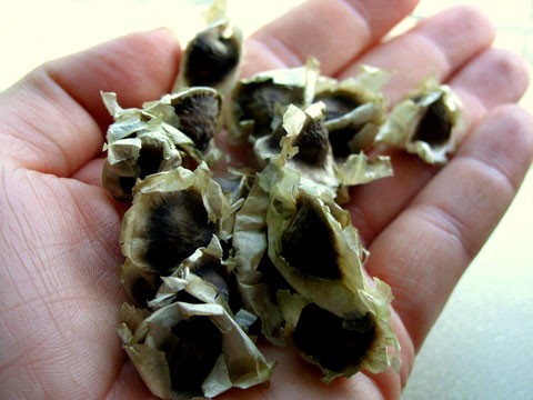 moringa-seed.jpg