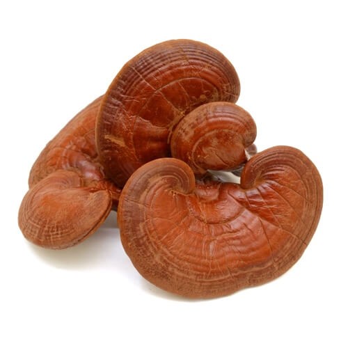 rejshi-ili-linchzhi.jpg rejshi-ili-linchzhi.jpg