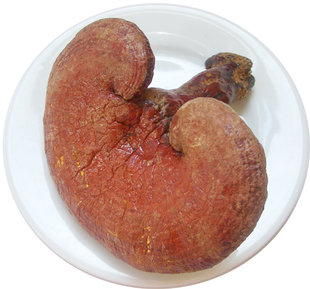 Цельный гриб «Бессмертия»; «Линчжи»; «Рейши»; «Ганодерма лисидиум»